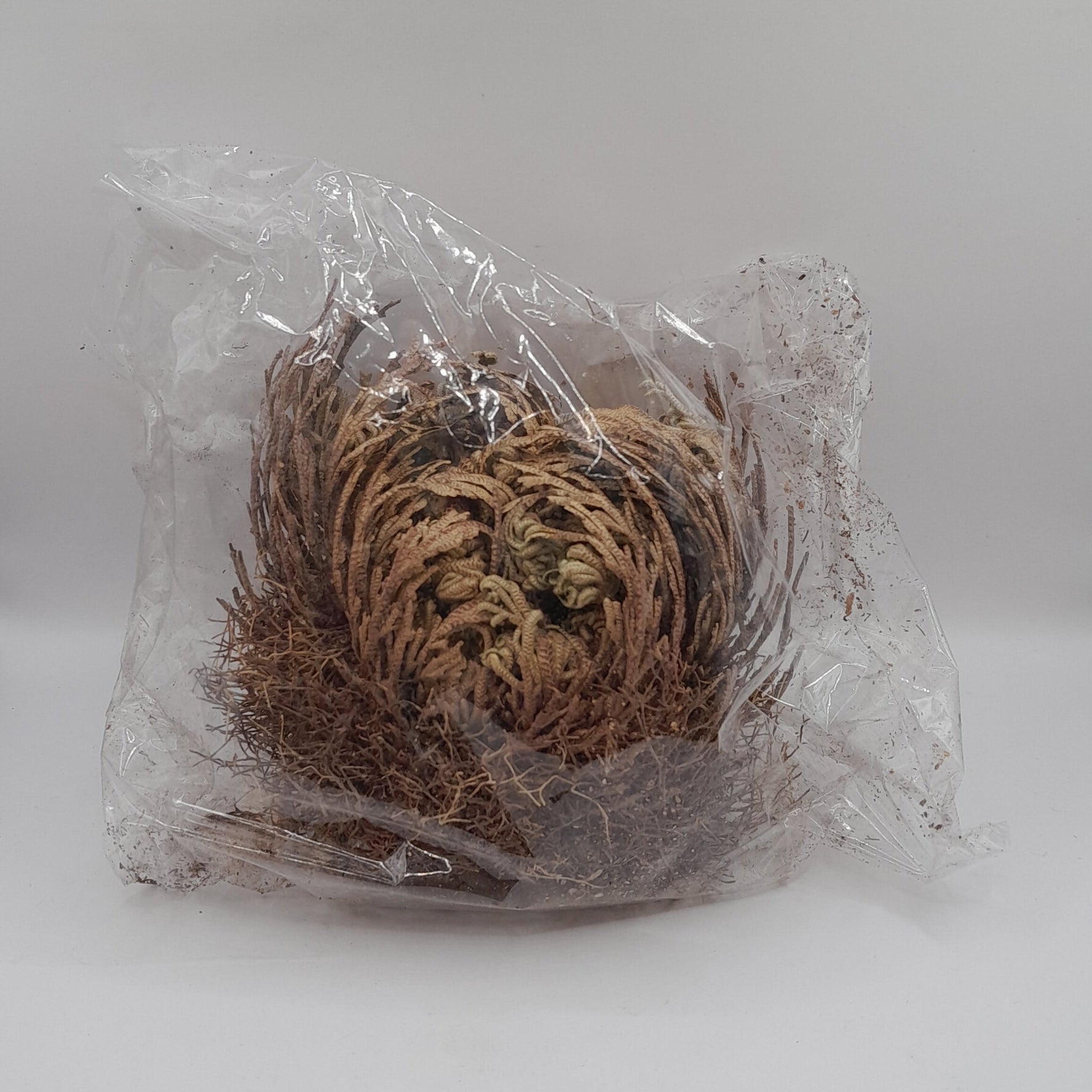 Rose von Jericho - Geschenkkarton "Weihnachten"